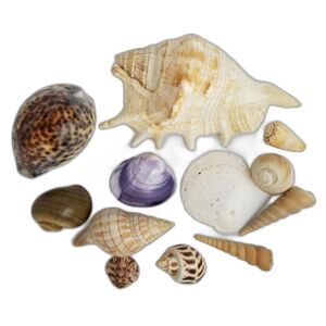 Seashells - Lot of 12 Assorted Conch Fish Tank Aquarium Costal Decor